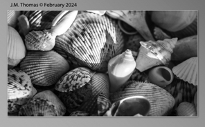 Macro Shells Feb 2024-32.jpg